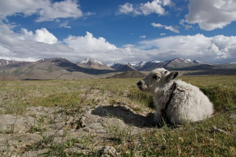 Sibérie – Transformation de lait de yak